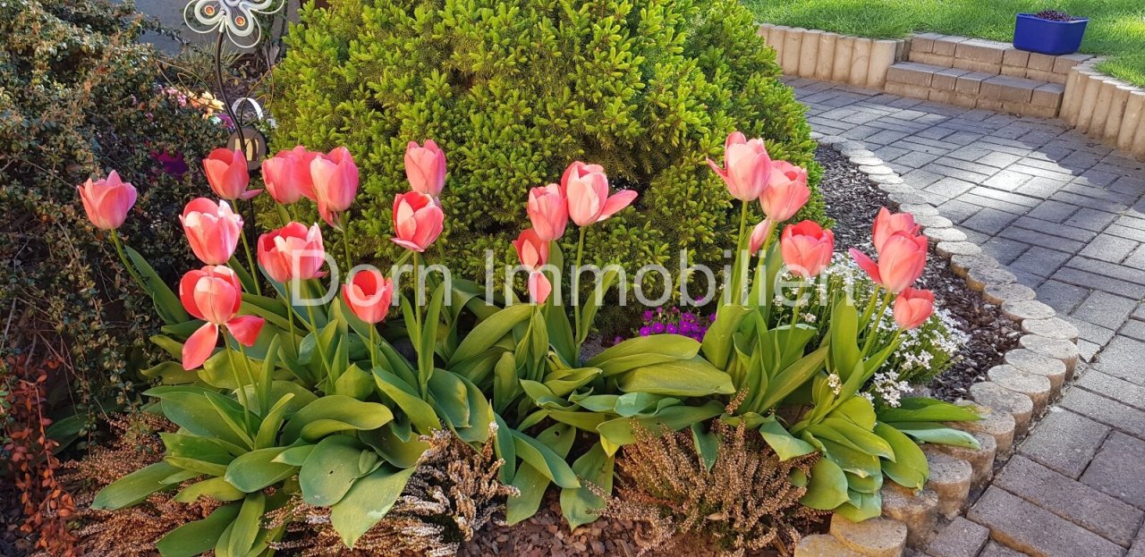 Frühlingsboten Frühlingsboten